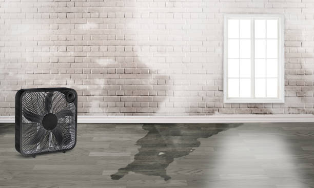 Best Water damage restoration mold remediation  in Torrance, CA