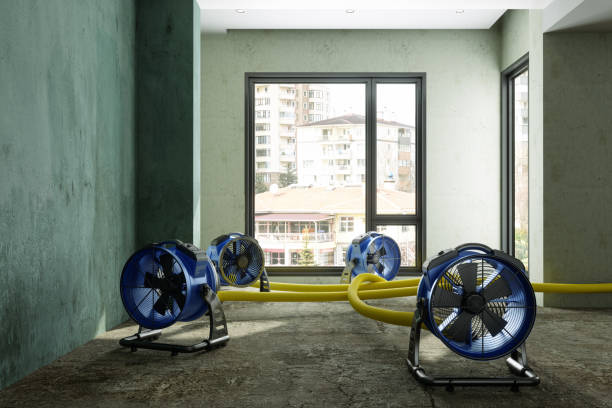 Best Basement water damage restoration  in Torrance, CA